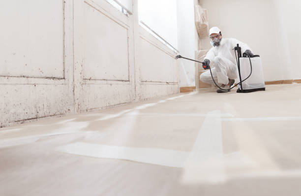 24/7 Emergency Basement Mold Remediation experts in Young America, MN