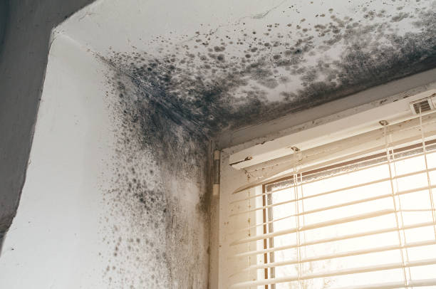 Affordable Basement Mold Remediation solutions in Young America, MN